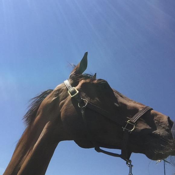 Meet your Posher, Mackenzie - Picture 1 of 1